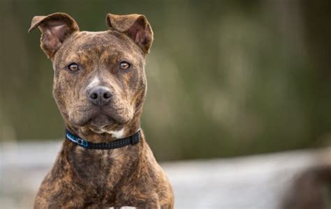 stripe pitbull